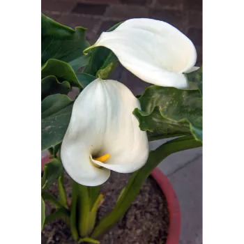 White Lilium Plant